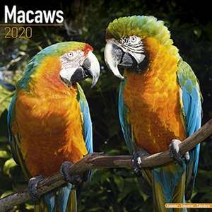 Macaws - Ara-Papageien - Aras 2020 de AVONSIDE PUBLISHING