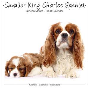 Cavalier King Charles Spaniel Studio Calendar 2020 de Avonside Publishing Ltd