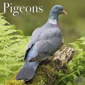 Pigeons - Tauben 2020 de AVONSIDE PUBLISHING