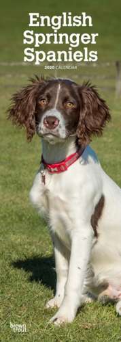 English Springer Spaniels 2020