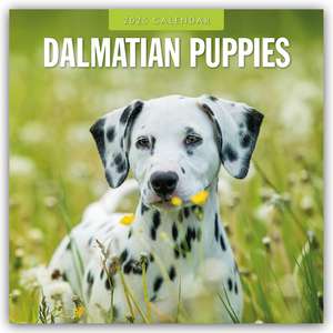 Dalmatian Puppies - Dalmatiner Welpen 2025 - 16-Monatskalender de Robin Red