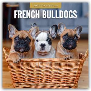 French Bulldogs - Französische Bulldoggen 2025 - 16-Monatskalender de Robin Red