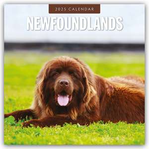 Newfoundlands - Neufundländer 2025 - 16-Monatskalender de Robin Red