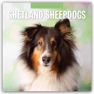 Shetland Sheepdogs - Sheltie 2025 - 16-Monatskalender de Robin Red