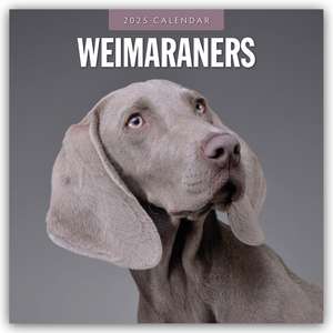 Weimaraners - Weimaraner 2025 - 16-Monatskalender de Robin Red