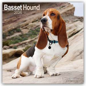 Basset Hound - Bassets 2025- 16-Monatskalender de Avonside Publishing Ltd