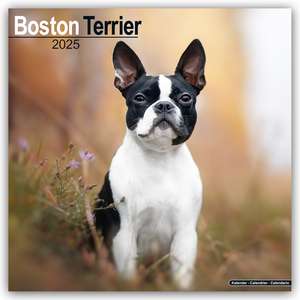 Boston Terrier 2025 - 16-Monatskalender de Avonside Publishing Ltd