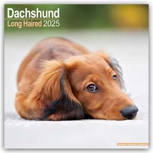 Avonside Publishing Ltd: Longhaired Dachshund - Langhaardack