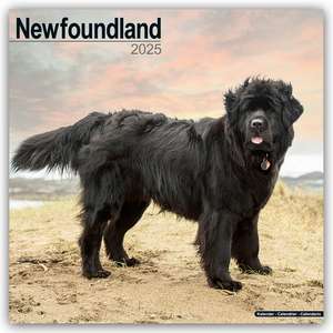 Newfoundland - Neufundländer 2025 - 16-Monatskalender de Avonside Publishing Ltd