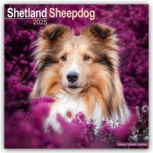 Shetland Sheepdog - Shelties 2025 - 16-Monatskalender de Avonside Publishing Ltd