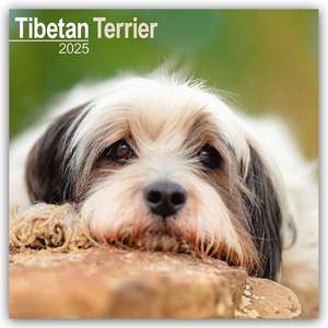 Tibetan Terrier - Tibet Terrier 2025 - 16-Monatskalender de Avonside Publishing