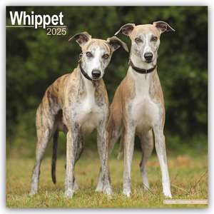 Whippet - Kleine Englische Windhunde 2025 - 16-Monatskalender de Avonside Publishing Ltd.