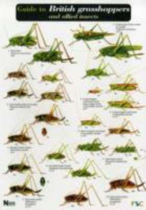 Guide to British Grasshoppers and Allied Insects de Judith Marshall