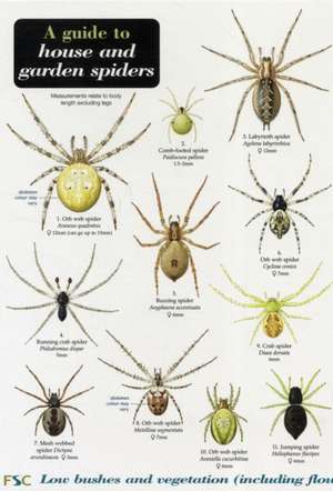 A Guide to House and Garden Spiders de Richard Lewington