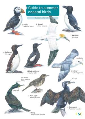 Guide to Summer Coastal Birds de Rebecca Farley-Brown