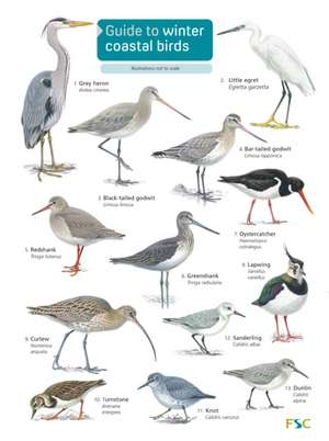 Guide to winter coastal birds de Sue Loughran