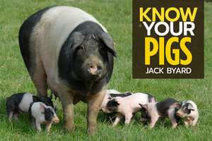 Know Your Pigs de Jack Byard