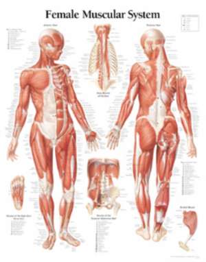 Muscular System Female Chart: Wall Chart de Scientific Publishing