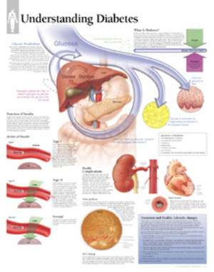Understanding Diabetes Laminated Poster de Scientific Publishing