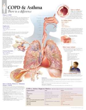 COPD & Asthma Paper Poster de Scientific Publishing