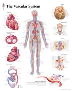 The Vascular System Chart: Wall Chart de Scientific Publishing