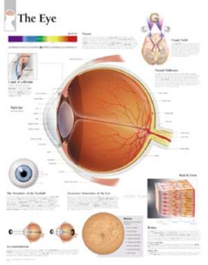 Eye Laminated Poster de Scientific Publishing