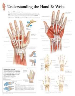 Understanding the Hand & Wrist Chart: Wall Chart de various