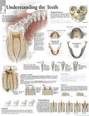 Understanding the Teeth Chart: Laminated Wall Chart de various