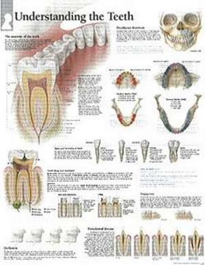 Understanding the Teeth Laminated Poster de Scientific Publishing
