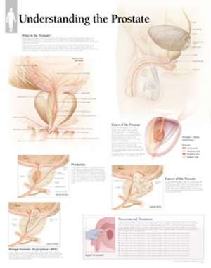 Understanding the Prostate: Laminated Wall Chart de Scientific Publishing