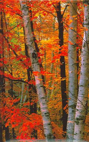 Fall Birches Blank Journal de Nodin Press