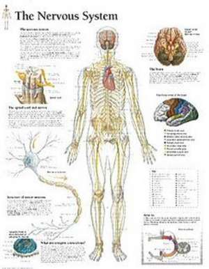 Nervous System Paper Poster de Scientific Publishing