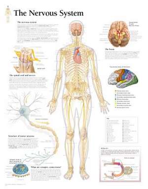 The Nervous System Chart: Wall Chart de Scientific Publishing