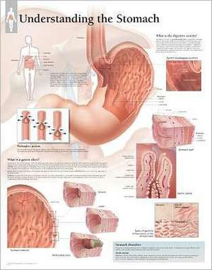 Understanding Stomach Chart: Wall Chart de various