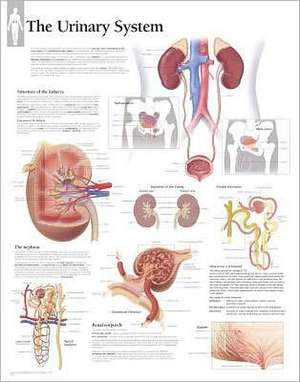 The Urinary System Chart: Laminated Wall Chart de various