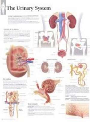 Urinary System Laminated Poster de Scientific Publishing