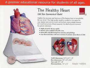 Life Size Healthy Heart Model de various