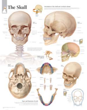 Skull Laminated Poster de Scientific Publishing