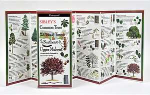 Sibley's Common Trees in the Cities & Towns of the Northeast & Upper Midwest de David Sibley