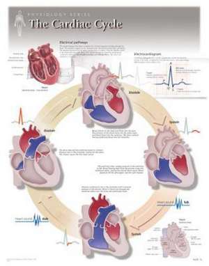 The Cardiac Cycle Wall Chart: 8140 de Scientific Publishing