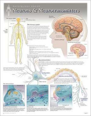 Neurons & Neurotransmitters Wall Chart: 8271 de Scientific Publishing