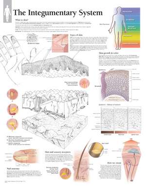 Integumentary System Paper Poster de Scientific Publishing