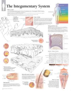 The Integumentary System Wall Chart: 8650 de Scientific Publishing