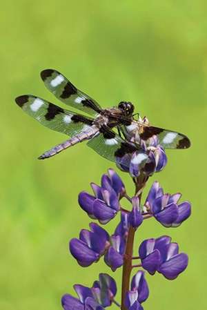 Dragonfly Blank Lined Journal de David Brislance