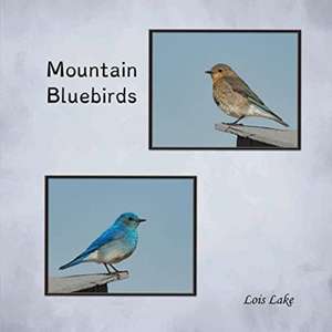 Mountain Bluebirds de Lois Lake