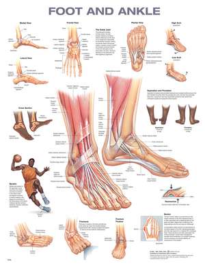 Foot and Ankle Anatomical Chart de Anatomical Chart Company