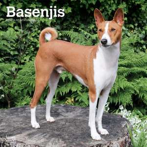 Basenjis - Kongo-Terrier 2020 - 18-Monatskalender mit freier DogDays-App