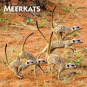 MEERKATS 2021 SQUARE BTUK de BROWNTROUT