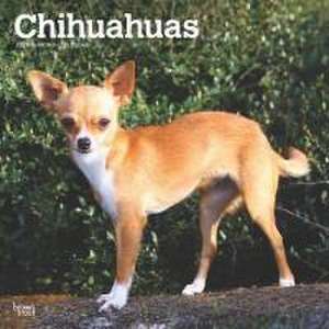 Chihuahuas 2025 12 X 24 Inch Monthly Square Wall Calendar Plastic-Free de Browntrout