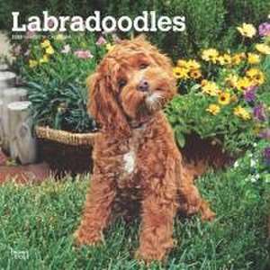 Labradoodles 2025 12 X 24 Inch Monthly Square Wall Calendar Plastic-Free de Browntrout